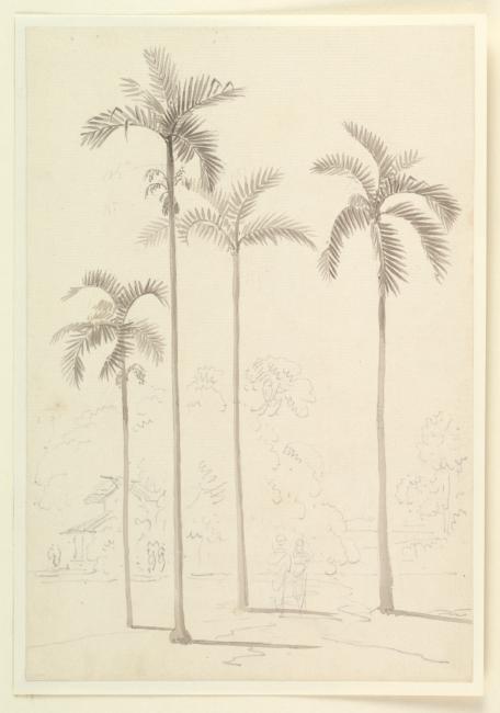 Drawing of a Date Palm. WD2019 © British Library Board 2014