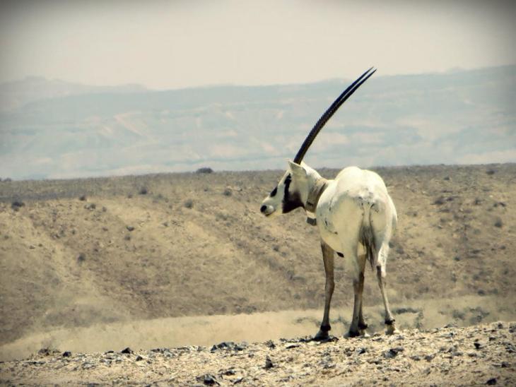 An Arabian Oryx. Courtesy of eltpics / Emma Newman Segev. Creative Commons 2.0
