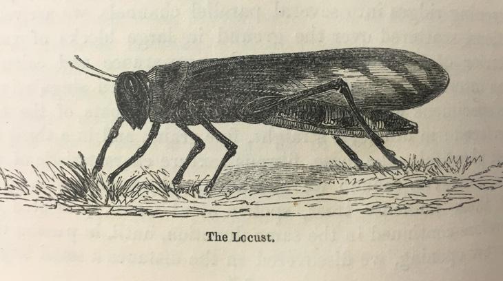 الجراد الصحراوي  (Schistocerca gregaria)، مأخذوة من سرد رحلات جيمس أوجستس سانت جون في مصر والنوبة، تم نشره في ١٨٤٥. إهداء من المكتبة البريطانية