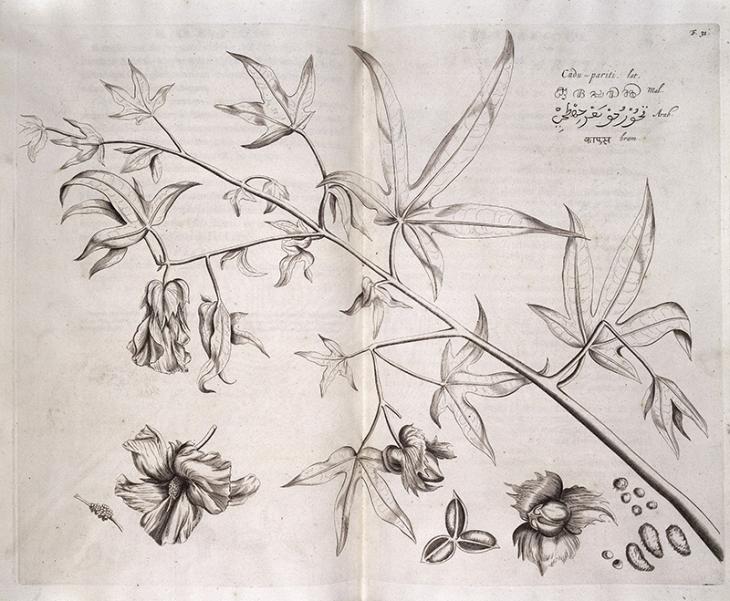 Cudu-pariti, Hortus Indicus Malabaricus, a cotton Plant indigineous to India. Creative Commons (Wellcome Collection)