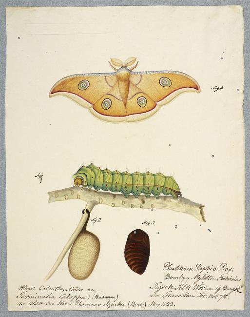 The silkworm: BL Image: Add.Or.4986. File name F60107-26