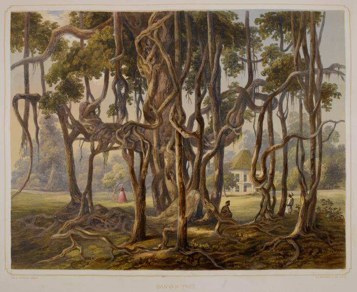 An illustration of a Banyan tree similar to the enormous Great Banyan in the botanical garden, Kolkata. From Views of Calcutta and its Environs by Sir Charles D’Oyly. 12613.dd.22 © British Library Board 2014