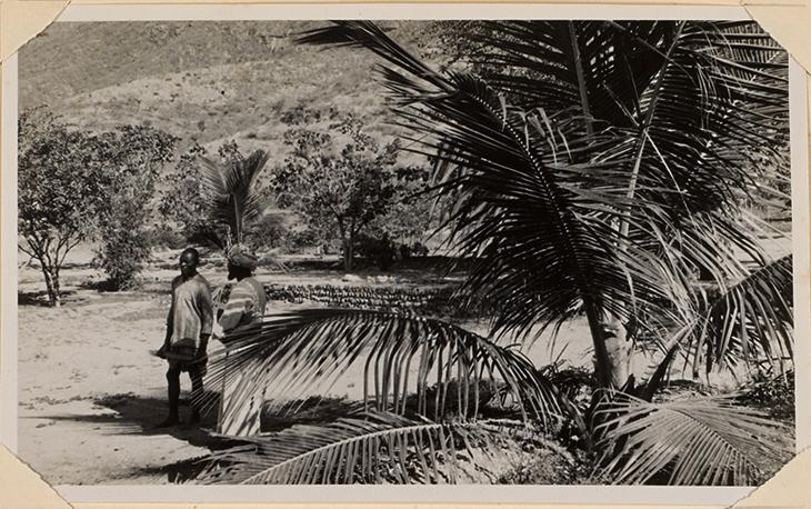 Photograph of a palm tree in Sultan Sa‘id bin Taymur’s garden at Hamran, Dhofar, 20 March 1948. IOR/R/15/6/282, f 58 1