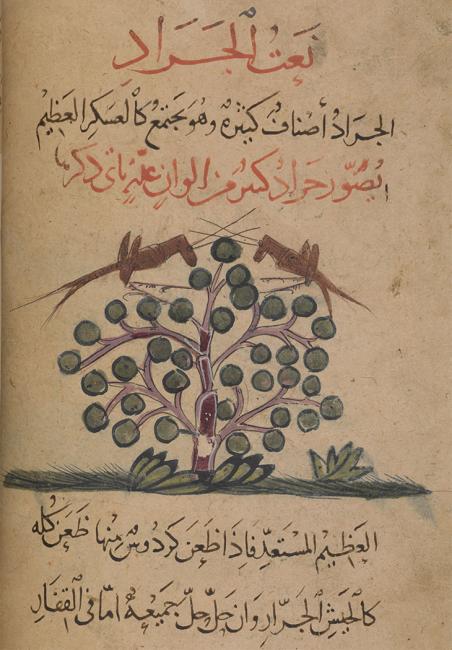 صورة لجرادتين صحراويتين تقفان على نبتة، مأخوذةٌ من مجموعة كتب عن الحيوانات من القرن الثالث عشر. Or 2784، ص. ٦١و
