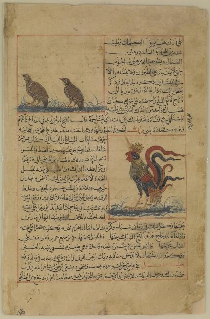 The francolin and the cockerel, depicted in ‘the London Qazwini’. Or 14140, f. 118v