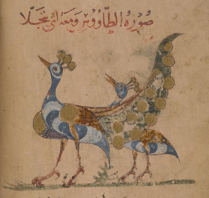 The peacock, illustrated in one of the earliest surviving naʿt al-ḥayawān texts. Or 2784, f. 231r