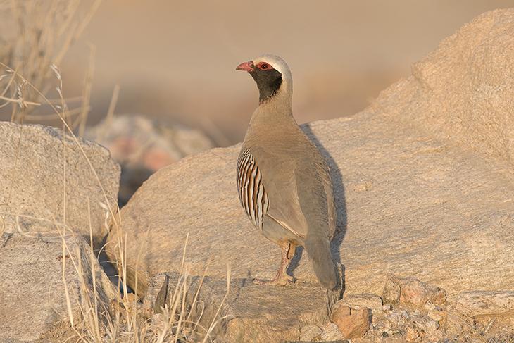 Photograph of Philby’s Partridge (Alectoris philbyi), captured by Jem Babbington in the vicinity of Abha, Saudi Arabia, July 2018. © Jem Babbington, 2018