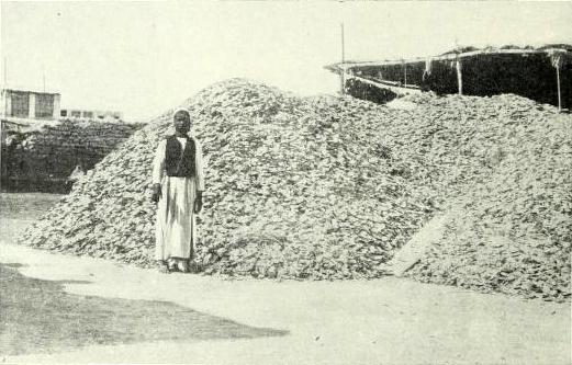 Oyster shells outside the office of Wönckhaus and Co., Bahrain, circa 1914. From: Times History of War, 1914, v. 3, p. 94 (Source: Times History of War, 1914, v.3, p. 94)